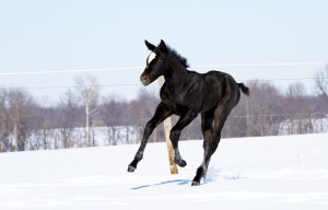 Grey filly by Truly Priceless and out of TheOnly WayTo Travel (Congress Top 15 producer). Owned by Stephanie Moore. 