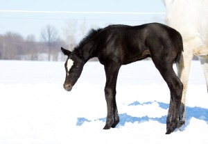 Grey filly by Truly Priceless and out of TheOnly WayTo Travel (Congress Top 15 producer). Owned by Stephanie Moore. 