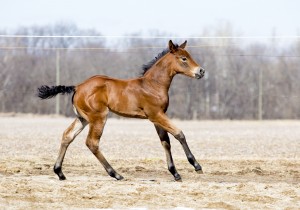 Bay filly by Keeping It Good and out of Chips N Ripple (Congress Top 15 producer). Owned by Stephanie Moore