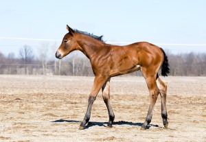 Bay filly by Keeping It Good and out of Chips N Ripple (Congress Top 15 producer). Owned by Stephanie Moore