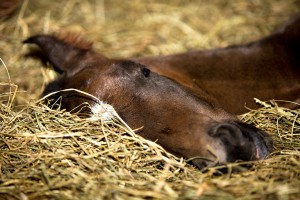 Brown colt by Truly Priceless and out of Its No Coincidence (Congress Top 15 producer) Pictured at only 3 hours old. Owned by Stephanie Moore.