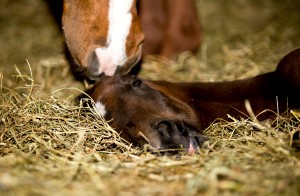 Brown colt by Truly Priceless and out of Its No Coincidence (Congress Top 15 producer) Pictured at only 3 hours old. Owned by Stephanie Moore.