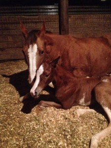 2014 sorrel overo colt by Only Krymsun and out of MargaritaNScotch. Photo sent in by Christine Parr.