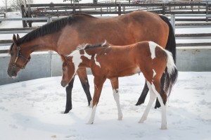 "Paris" is a 2014 bay tobiano filly by By Appointment Only and out of Raise Your Irons (Daughter of Iron Enterprise). Owned by Lyle and Lori Hanson.