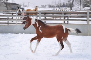 "Paris" is a 2014 bay tobiano filly by By Appointment Only and out of Raise Your Irons (Daughter of Iron Enterprise). Owned by Lyle and Lori Hanson.