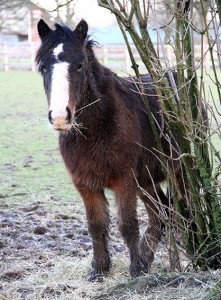 Rescued foal, Teddy, enjoys a brief respite from the rain. Photo courtesy of The Horse Trust.