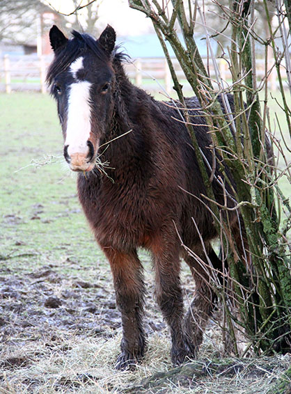 Experts Predict Long Term Effects of UK Flooding Could Be Devastating to Horse Owners