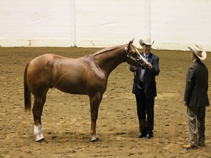 Jeffrey Pait with Smith N Wesson in Yearling Stallions at the 2013 Congress.