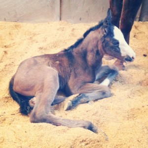 2014 foal by Lazy Loper and out of Girlie Goods. Photo courtesy of Carlee Joy.
