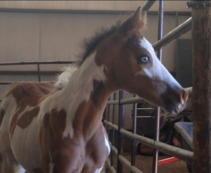 2014 filly by seven-time World Champion, The Gift of Midas, and out of Sheza Party Diva, a two-time Congress Champion and daughter of Invitation Only. Photo courtesy of John Zeldenthuis of Limelite Show Horses.