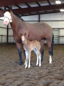 "Wrecking Ball" (pending) a 2014 overo filly by seven-time World Champion The Gift of Midas and out of All Right All Reddy a two-time World Champion and full sister to All Of It and All That And More. Photo courtesy of John Zeldenthuis of Limelite Show Horses. 