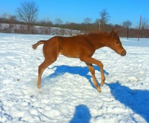 Jesse, a 2014 ApHC filly by Mr. Awe Dacity and out of a daughter of Kid Coolsified. Photo sent in by Stephanie Ungerer.