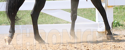 The Relation Between Gelding Scars and Performance