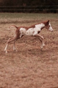 "Lexi" is a 2014 filly by Hesa Special Hotrod and out of Pretty Extra Tuff. Photo sent in by Amanda Wright. 