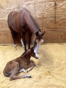 "Emmylou" 2014 filly by Lazy Loper and out of A Blonde Impulse, Photo sent in by Red Oak Farms.