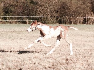 "Lexi" is a 2014 filly by Hesa Special Hotrod and out of Pretty Extra Tuff. Photo sent in by Amanda Wright. 