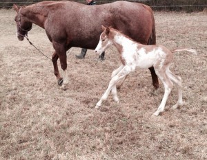 "Lexi" is a 2014 filly by Hesa Special Hotrod and out of Pretty Extra Tuff. Photo sent in by Amanda Wright. 