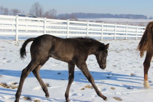 Harvey plays in the snow. Photo courtesy of Seaside Farm.