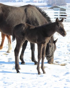 This 2014 black colt, "Collin," is by Iron Age and out of Enchanted Iron. He is the fraternal brother to "Harvey," who was born one day later. Photo courtesy of Seaside Farm.