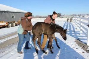 Harvey, a 2014 colt by Iron Age and out of Enchanted Irons. He has a fraternal twin, Collin. Image sent in by Seaside Farm.