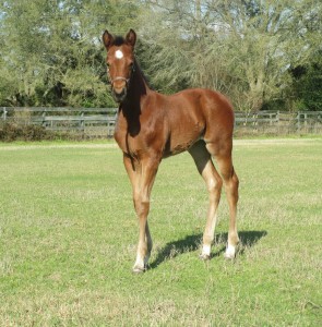 2014 filly by The Dance King and out of Prissnleaguer, a daughter of Sheiks Big Leaguer. Proudly owned by Amanda Carmen Scott-Rickerson of Summerdale  Alabama.