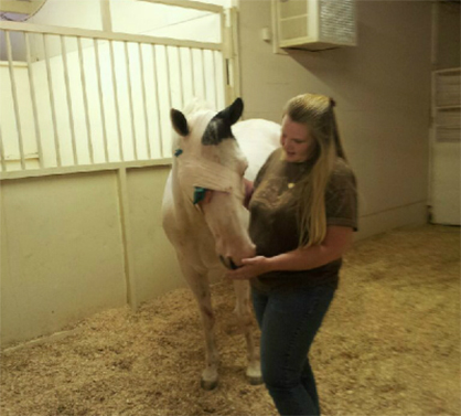 APHA Member Who Lost Horse to Cancer Honors His Memory by Raising Awareness With Non-Profit Organization