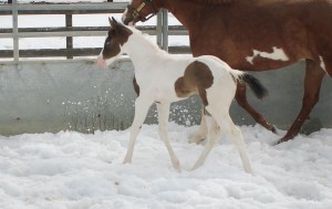 "Vegas" 2014 Black Tobiano Filly Sire: By Appointment Only  Dam: Brooklyn Belle Owned by: Lyle and Lori Hanson
