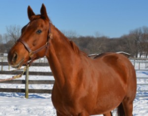 My Special Girl. Photo courtesy of Penn Vet.