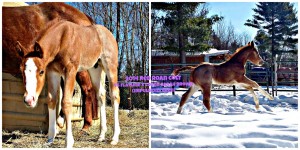 "Wesley" is a 2014 red roan colt by VS Flatline out of Lopen Sarah Brown. Owned by Lorraine and Allison Sandrelli of Ontario, Canada.