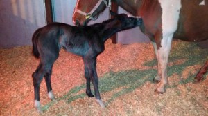 VS Flatline foal owned by Sky Ten Ranch.