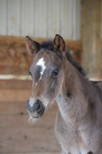 "Ziggy," a 2014 colt sired by Too Sleepy To Zip and out of Principle Obsession, owned by Tracie Carr.