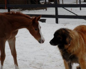 "Ruby," a 2014 filly by Gonna Wanna Watchit meets Lola. She is owned by GO WEST Quarter Horses.