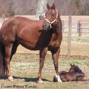 Miss Passer and her baby by Gonna Wanna Watchit enjoying the sunshine. She is owned by Rena Creswell. 