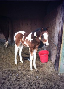 A John Simon foal. Image courtesy of Tracy Pohlman.