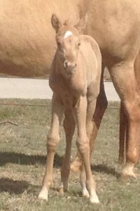 Palomino filly