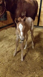 Foal by VS Flatline and out of Cool Lookin Lady. 