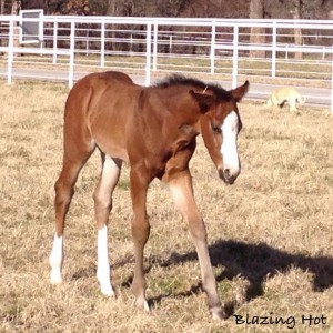 2014 stud colt by Blazing Hot and out of World and Congress Champion, WhatsCookinGoodLookin. Owned by Capital Quarter Horses LLC.