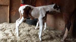 John Simon foal owned by Wendy McCain.