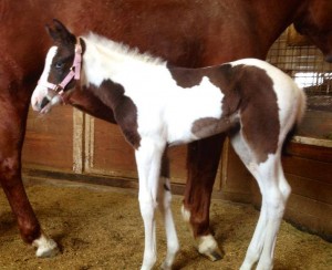 John Simon foal owned by Tag Rome.