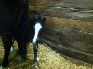 VS Code Red colt belonging to Sky Ten Ranch.