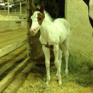 A colorful John Simon foal owned by the Bradshaw family.