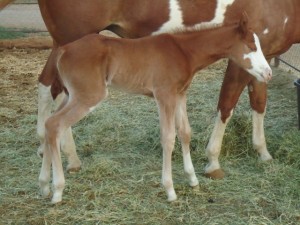 2014 filly by Blazing N Style and out of I'm Sirtainly Reddy. Photo sent in by Ken Hobbs.