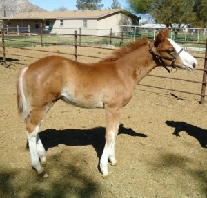 2014 colt by Sonny Dee Bars Delight. Photo sent in by Ken Hobbs.