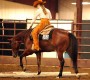 AQHA High Point Youth Ranch Pleasure Horse, PHBA WC Mare, Res. WC AQHA Halter Stallion Will Sell in Pro Horse March Online Auction AQHA High Point Youth Ranch Pleasure Horse, PHBA WC Mare, Res. WC AQHA Halter Stallion Will Sell in Pro Horse March Online Auction