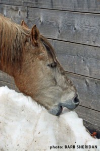 Do not expect horses to acquire adequate water intake by eating snow. Prepare ahead of time for a possible water shortage due to a power outage or frozen pipes. Photo Credit: Barbara Sheridan
