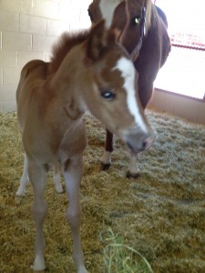 2014 foal by Mister GQ and out of Abby Essence. Photo sent in by Candace Jussen.
