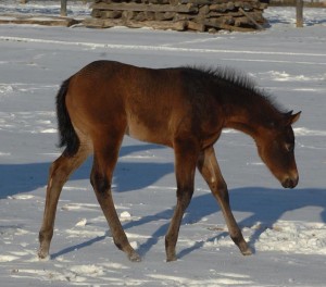 2014 filly by Battman and out of The Cookie Lady. Photo sent in by Scott Thomas.