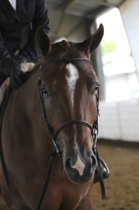 Bob takes a break from all of his winning at the 2013 All American Quarter Horse Congress. EquineChronicle.com photo.