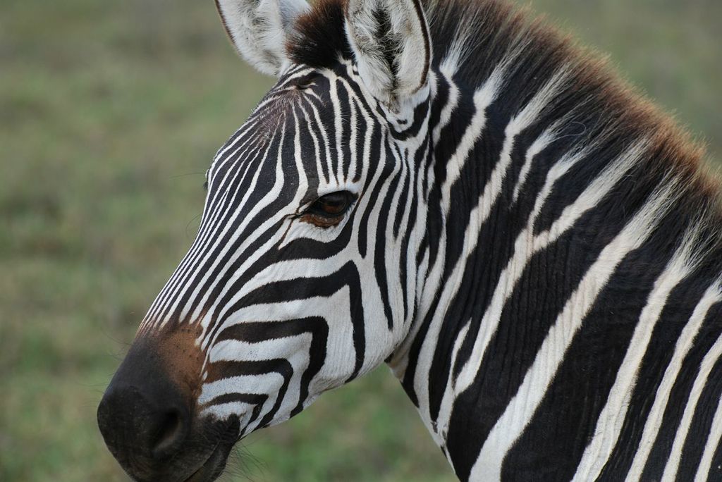 Join AQHA Amateur, Lauren Levy, on an Exotic African Safari