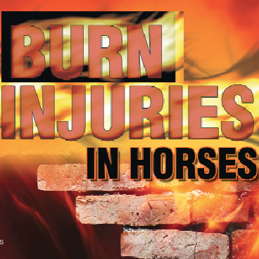 Burn Injuries in Horses